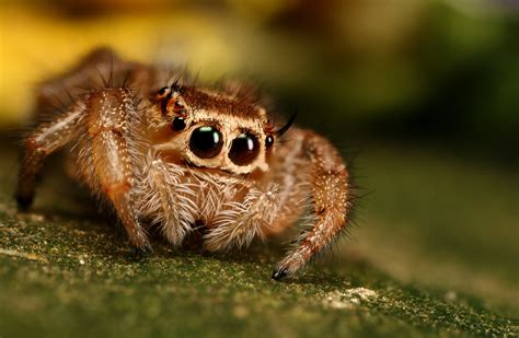 hd jumping spider wallpaper fun animals wiki  pictures stories