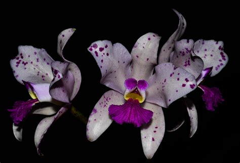 cattleya amethystoglosa tipo x big spot cooperorchids orquidário