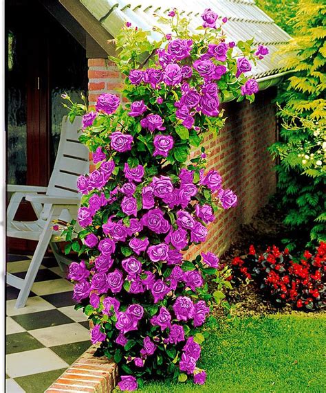 images  purple climbing roses  pinterest gardens deep