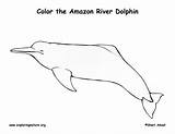 Dolphin Amazon Coloring River Exploringnature sketch template