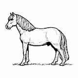 Miniature Horse Coloring Pages Pony Template sketch template