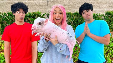 surprising  friends   pig youtube