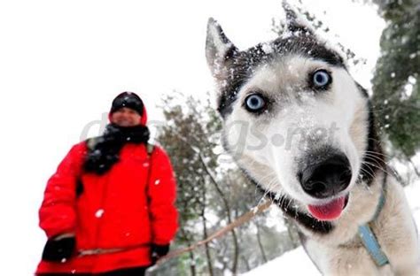 quais são as raças de cães que puxam trenó na neve