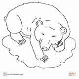 Orso Urso Hibernating Supercoloring Contorno Stampare Ursos sketch template