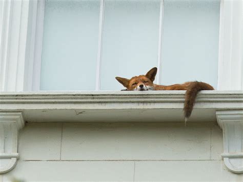 how did it get there fox spotted napping on second floor window sill