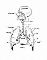 Respiratory System Physiology Lungs Getdrawings sketch template