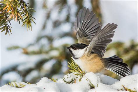 black capped chickadees christopher martin photography