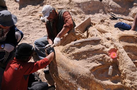 第2回 恐竜化石の「掘り出し方」 ナショナル ジオグラフィック日本版サイト