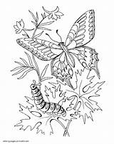 Butterfly Coloring Pages Caterpillar Printable Butterflies Insect Print sketch template