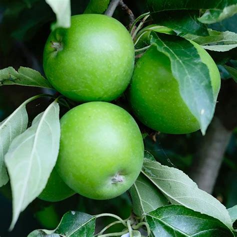 granny smith apple tree on the tree guide at