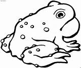 Anfibi Toad Rospo Toads Stampa Gclipart Anfibio Stampare sketch template