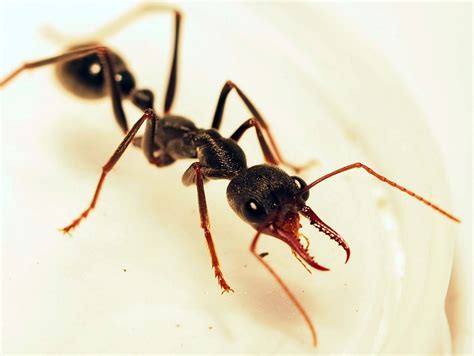ants australias gift   scientific scribbles