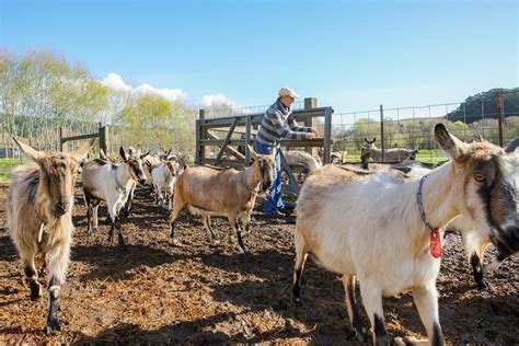 sharing  kids  harley farms  californias  popular goat farm