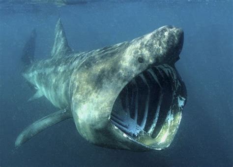 facts about basking sharks owlcation