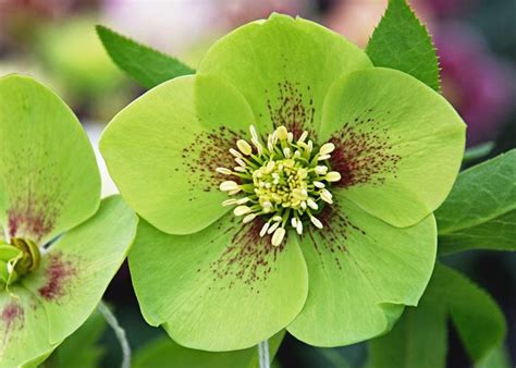 gorgeous green flowers   garden birds  blooms