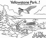 Yellowstone Scouts Mallard Ducks sketch template