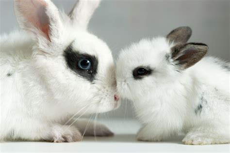 cutest bunnies       home