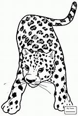 Leopard Clouded Coloring Drawing Getdrawings sketch template