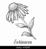 Echinacea Coneflower Medicinal Ayurvedic Engraved Pallida sketch template