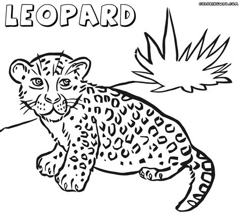 leopard coloring page coloring page    print coloring home