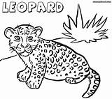 Leopard Coloring Pages Colouring Printable Print Clipart Comments Pdf Library Coloringhome sketch template