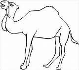 Unta Mewarnai Hewan Dromadaire Belajar Anak Halaman Camellos Sketsa Animaux Coloriage Tk Cara Dromedarios Coloriages Paud Pasir Binatang Papan Pilih sketch template