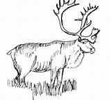 Elk Coloring Bestcoloringpagesforkids sketch template