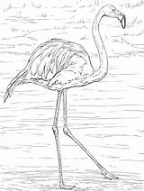 Ausmalbilder Coloriage Flamant Flamingos Flaming Fenicottero Malvorlage Ausmalbild Kolorowanki Bestcoloringpagesforkids Adults Supercoloring Kuba Coole sketch template