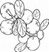Cranberries Cranberry sketch template