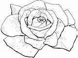 Coloring Pages Rose Realistic Choose Board Roses sketch template