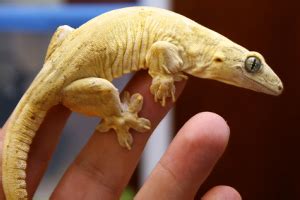 halmahera gecko care gecko time gecko time