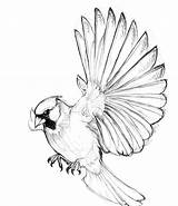 Drawing Birds Flight Cardinals Flying Bird Cardinal Getdrawings sketch template