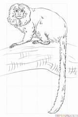 Tamarin Lion Golden Coloring Monkey Draw Pages Drawing Step Printable Marmoset Realistic sketch template