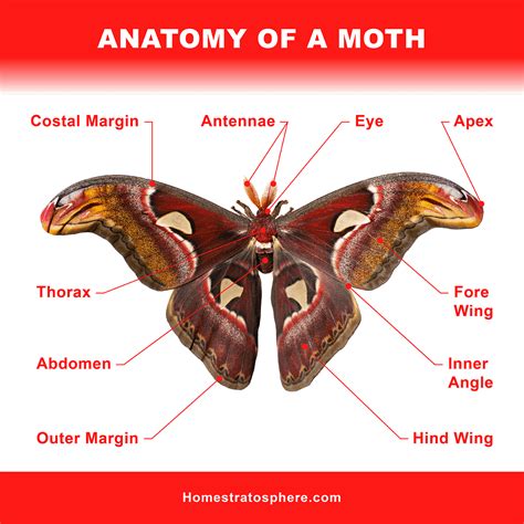 gianni    moth antennae types