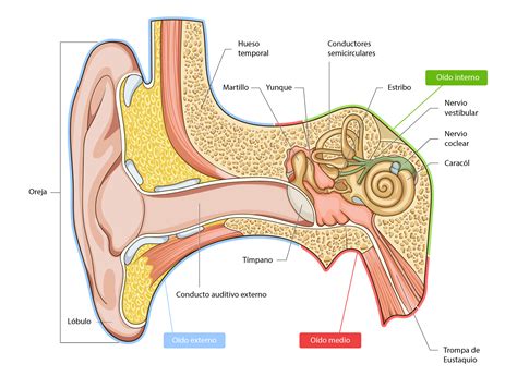 imagenes del oido humano estructura partes  nombres saberimagenes