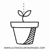 Soybean Colorare Germoglio Regar Clipartmag Brote Ultracoloringpages sketch template