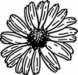 Daisy Gerbera Getdrawings Coloring Pages sketch template