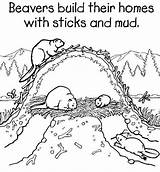 Beaver Coloring Animals Printable Pages Drawing sketch template