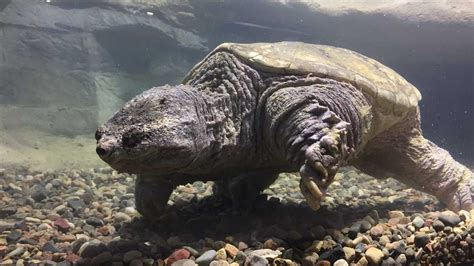 worlds largest common snapping turtle returns  schramm park