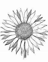Sunflower Pages Coloring Color Adults Drawing Template Printable Sunflowers Kids Colouring Print Flowers Simple Drawings Getcolorings Supercoloring Clipartmag Getdrawings Van sketch template