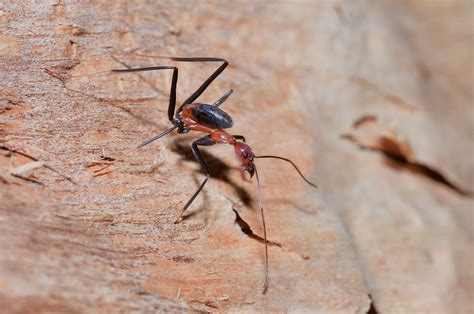 red spider ant leptomyrmex rufipes   hanging   bee hive