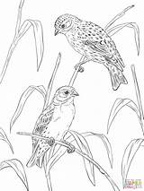 Coloring Canary Pages Canaries Atlantic Printable Supercoloring Popular Coloringhome sketch template