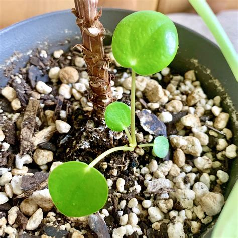 Pilea Peperomioides Pilea Propagation And Care Sprouts And Stems