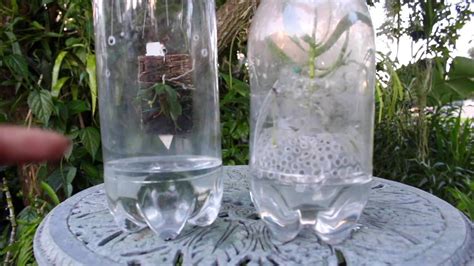 16 Stylish Vanda Orchid Glass Vase Method Decorative Vase Ideas