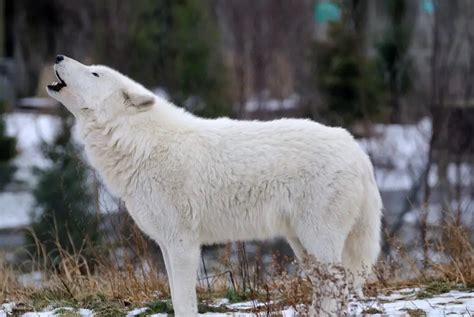 arctic wolf facts arctic wolf diet habitat