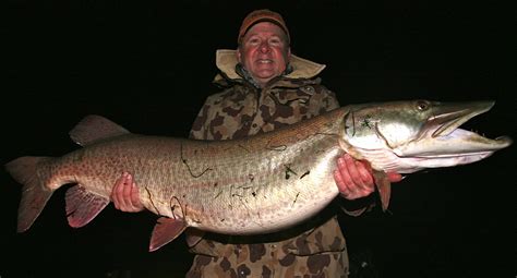 potential world record muskie caught  released outdoorhub
