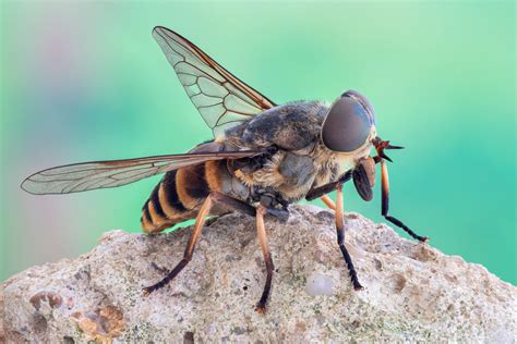 horse fly bites harmful debugged