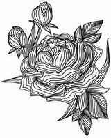 Coloring Adult Pages Flowers Printable sketch template