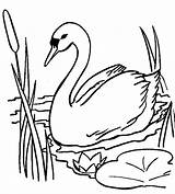 Cisnes Cisne sketch template