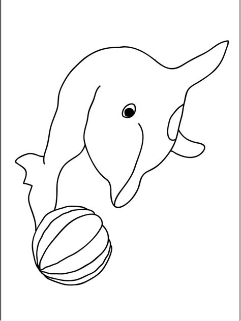 coloring pages  dolphin photo animal place